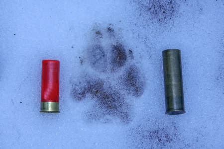 wolf track on the snow in the steppe. Ukraine
