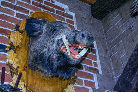 The product of transadermism, the hunting trophy is a wild boar. Kobeliaki village, Poltava region....