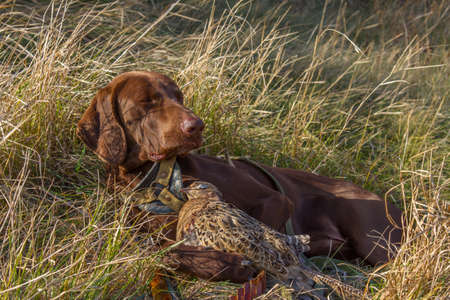 hunting dog breed German Kurzhaar on the hunt. Zaporizhia region, Ukraine.の写真素材