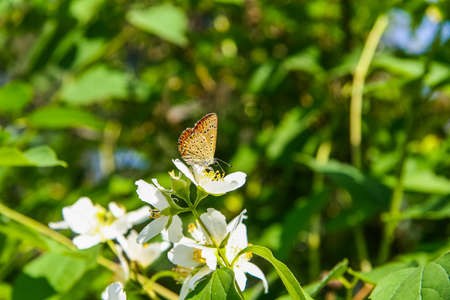 yellow butterfly sitting alone on an apple flower. Kharkov region . June 2012