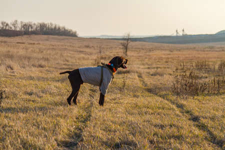 A hunting dog of the deutsch kurzhaar breed at work. Zaporozhye region, Ukraine. February 2019