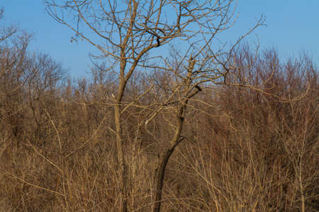 Winter Tavrian steppe. Zaporozhye region, Ukraine. February 2019の写真素材