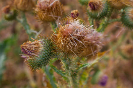 Budyak (Carduus) is a genus of plants of the Istrovye family in the city park of the city of Bologik Polohy. Zaporozhye region, Ukraine. July 2019の写真素材