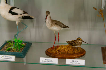 Taxidermy is a scarecrow in the museum of history and nature Karadag. Crimea. Ukraine. May 2012のeditorial素材