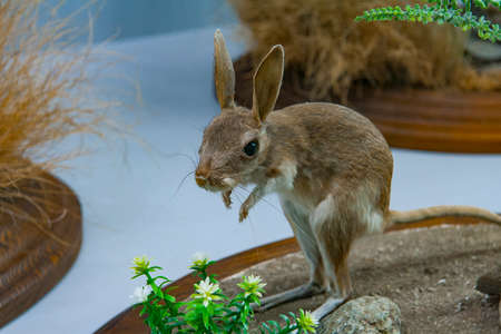 Taxidermy is a scarecrow in the museum of history and nature Karadag. Crimea. Ukraine. May 2012のeditorial素材