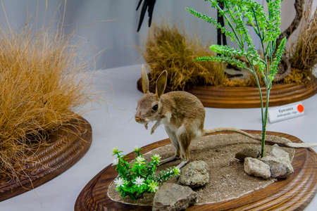 Acacia, water chicken (lat. Gallinula chloropus) is a waterfowl from the shepherd's family. Taxidermy is a scarecrow in the museum of history and nature Karadag. Crimea. Ukraine. May 2012のeditorial素材