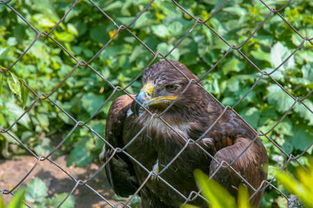 Proud falcon in the aviary of the zoo. Kharkov, Ukraine. June 2012