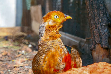 A male royal pheasant inspects its territory in the Kharkov Zoo. Kharkov, Ukraine. June 2012の写真素材