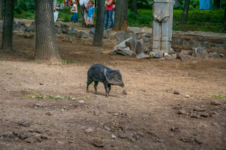 A wild boar cub is walking in the aviary of the zoo. Kharkov, Ukraine. June 2012の写真素材