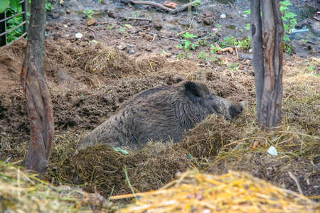 Wild boar resting in the aviary of the zoo. Kharkov city, Ukraine. June 2012の写真素材