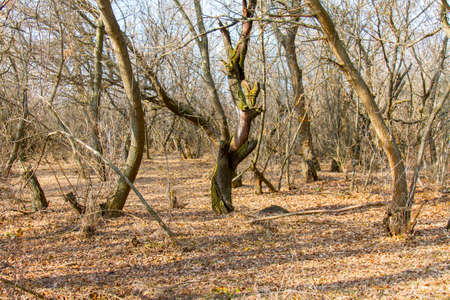 Shovkun (barren mulberry tree) in the autumn forest in the Ukrainian steppe. Zaporizhzhya region,...