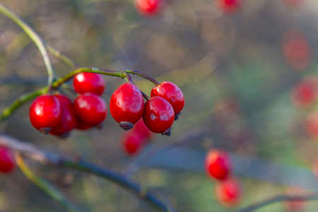 Rose hips in the autumn forest. Zaporizhzhya region, Ukraine. November 2019