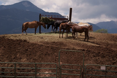 Horses on the background of Rocky Mountains near Garden of the Gods, outside of Colorado Springs,...
