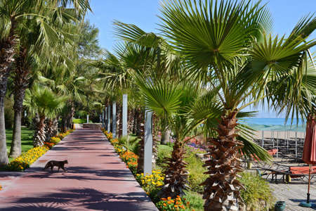 palm alley near the sea and walking cat at tropical resortの写真素材