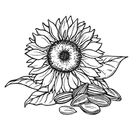 Sketch of sunflower and seeds. Hand drawn outline. Sunflower and seeds hand drawn vector collection. Black and white clipart. hand-drawn vector.のイラスト素材