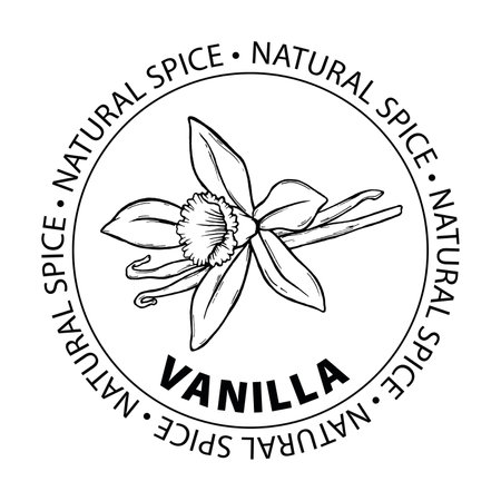 Vanilla Spice. Label vanilla spice. Outline vector illustration. Templates label for spice packing vanilla. isolated on white backgroundのイラスト素材