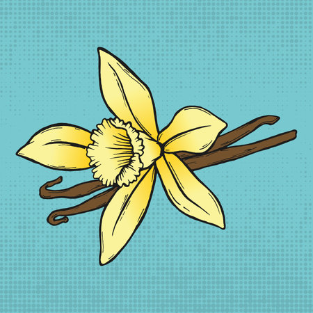 Hand-drawn vector illustration vanilla. vector illustration. Color illustration vanilla. Spice illustration vanilla. Beautiful color illustration vanillaのイラスト素材