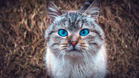 Close up portrait of a catの写真素材