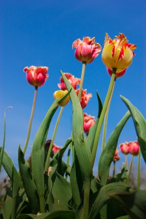 beautiful spring tulips unusual varietiesの写真素材
