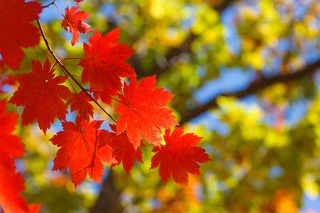 bright autumn leaves in the natural environment