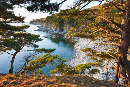 Seascape. See the sea through the branches of cedar with a rocky shoreの写真素材