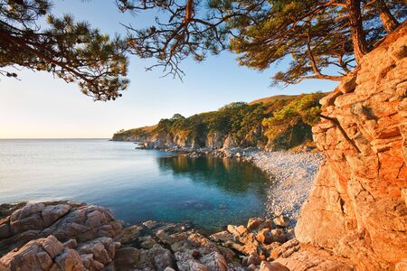 Seascape. See the sea through the branches of cedar with a rocky shoreの写真素材