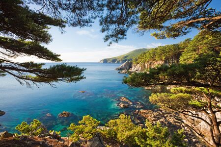 Seascape. See the sea through the branches of cedar with a rocky shoreの写真素材