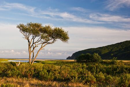 years of natural landscape, the trees on the cliffの写真素材