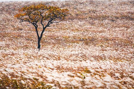 bright autumn leaves in the natural environmentの写真素材