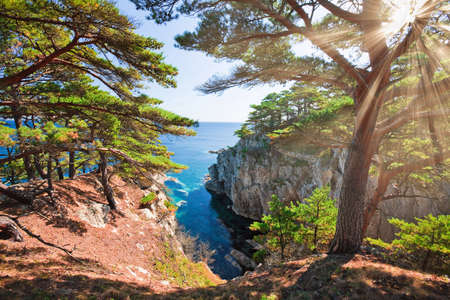 landscape, Japanese cedar on the seaの写真素材