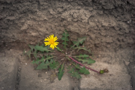 part of the old city wall of cementの写真素材