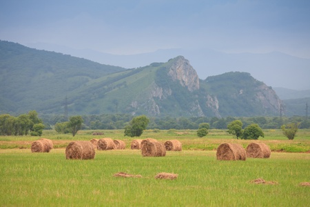 neat haystacks on the background field and the natureの写真素材