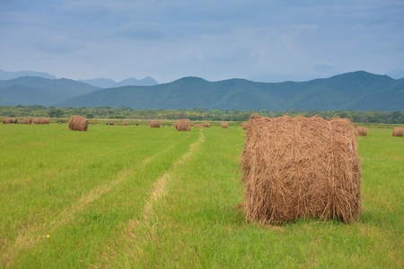 neat haystacks on the background field and the natureの写真素材