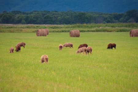 a flock of sheep grazing on the field among the haystacksの写真素材
