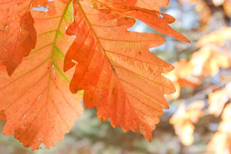Autumn landscape. Bright colored oak leaves on the branches in the autumn forest.の写真素材