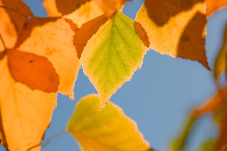 beautiful autumn trees in city park