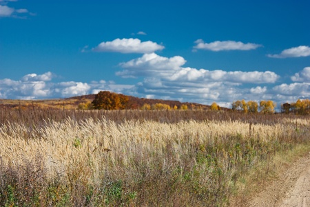 Beautiful autumn landscape, way through the field with withered grass on the background color of autumn forestの写真素材