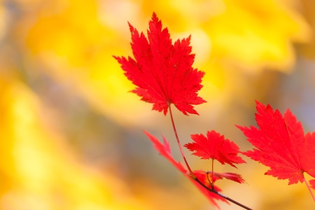 Autumn landscape. Bright colored maple leaves on the branches in the autumn forest.の写真素材