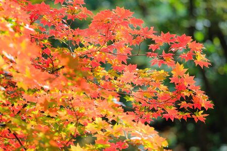 Autumn landscape. The beginning of autumn. Leaves of the trees in the forest is beautiful painted in bright colors.の写真素材