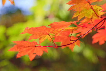 Autumn landscape. Bright colored maple leaves on the branches in the autumn forest.の写真素材