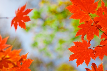Autumn landscape. Bright colored maple leaves on the branches in the autumn forest.