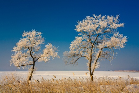 wild landscape, winter treesの写真素材