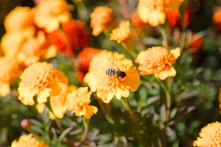 beautiful flower bed with a variety of insects