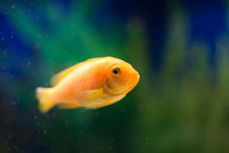 cute little fish in an aquariumの写真素材