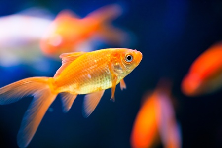 cute little fish in an aquariumの写真素材