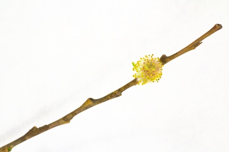 willow branches with buds and leavesの写真素材