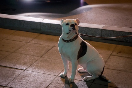 dog sitting on the sidewalk at nightの写真素材