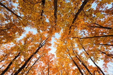 beautiful yellow treesの写真素材