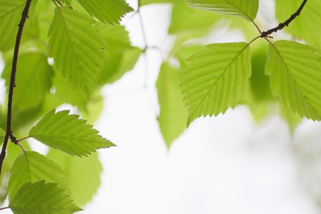 Fresh spring foliage glow in the sunlightの写真素材