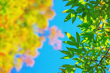 Autumn landscape. The beginning of autumn. Leaves of the trees in the forest is beautiful painted in bright colors.の写真素材
